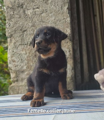 CHIOT JAUNE