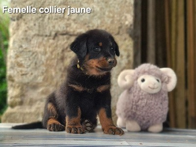 CHIOT JAUNE