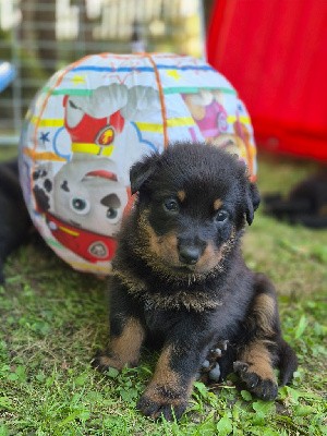 CHIOT JAUNE