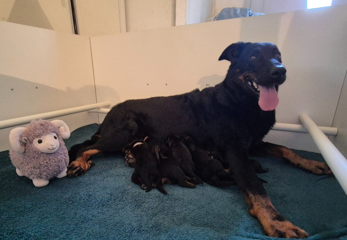 🐾Ils sont nés ! 🐾