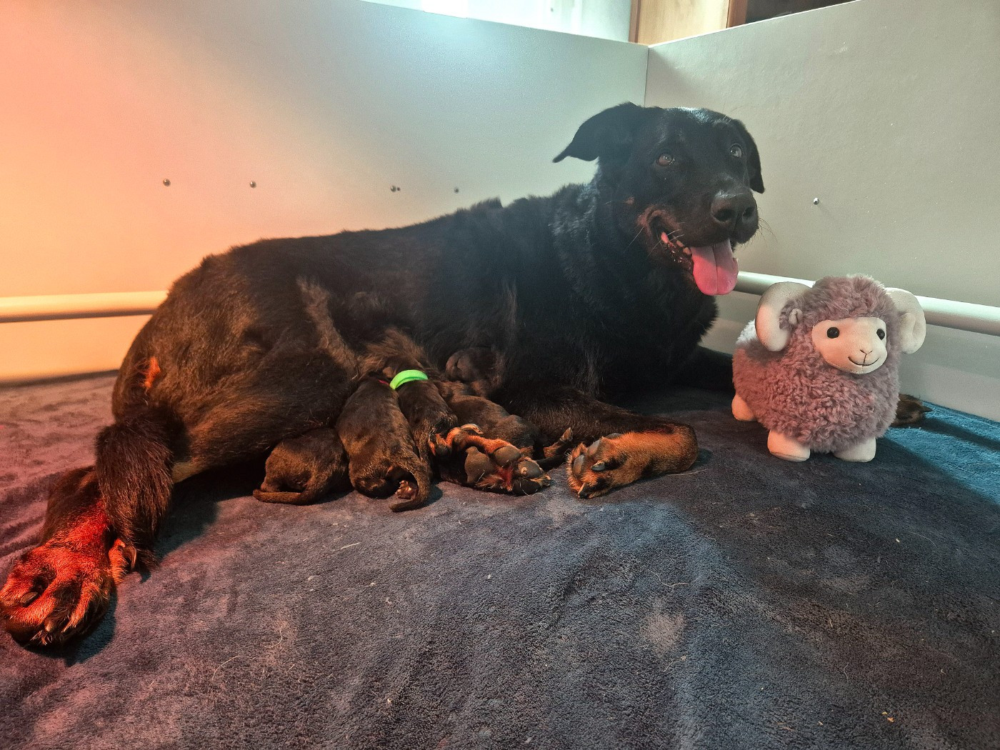 Freyam De Quelmer - Chiots disponibles - Berger de Beauce